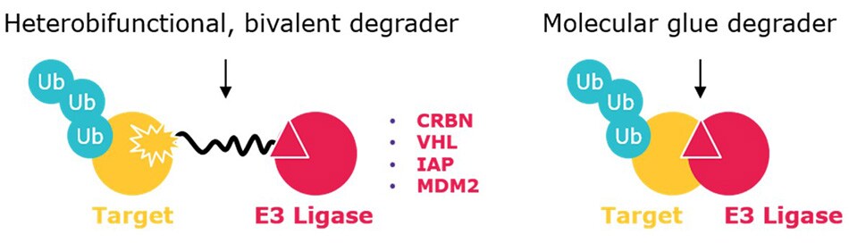 Targeted Protein Degraders Heterobifunctional degraders (left) contain ligands for two different proteins – one typically being an E3 ubiquitin ligase – connected by a crosslinker. Molecular glues are smaller (non-conjugates) that include interactions between an E3 ligase and target (or neosubstrate).