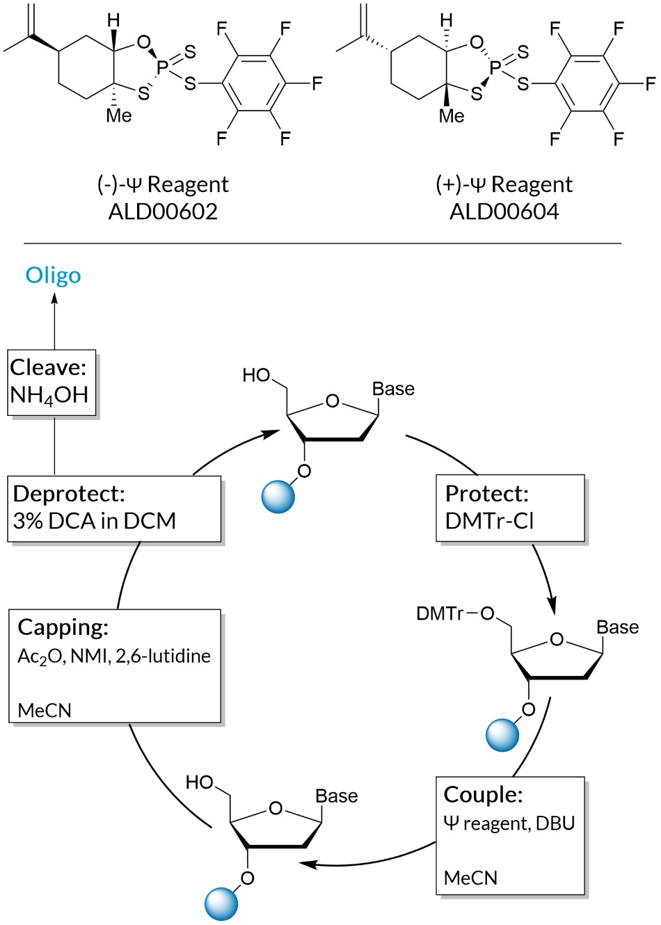 Phosphorus sulfur incorporation (PSI or Ψ) with simplified mechanism.