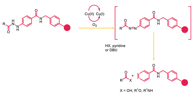 Applications of Fmoc-4-hydrazinobenzoyl resins Reaction scheme showing oxidative coupling and linker installation on a peptide backbone, highlighting aryl substitution chemistry using pyridine and coupling reagents to generate functionalized peptide conjugates.