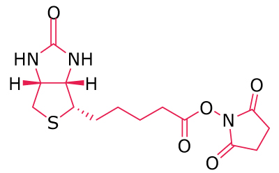 Chemical structure of a biotin derivative with an NHS ester for amine‑reactive biotinylation.