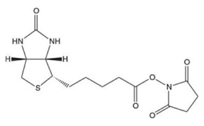 Black-and-white structure of biotin-OSu showing a bicyclic biotin core with sulfur and nitrogen, a carbon chain, and an OSu-linked sulfonyl group.