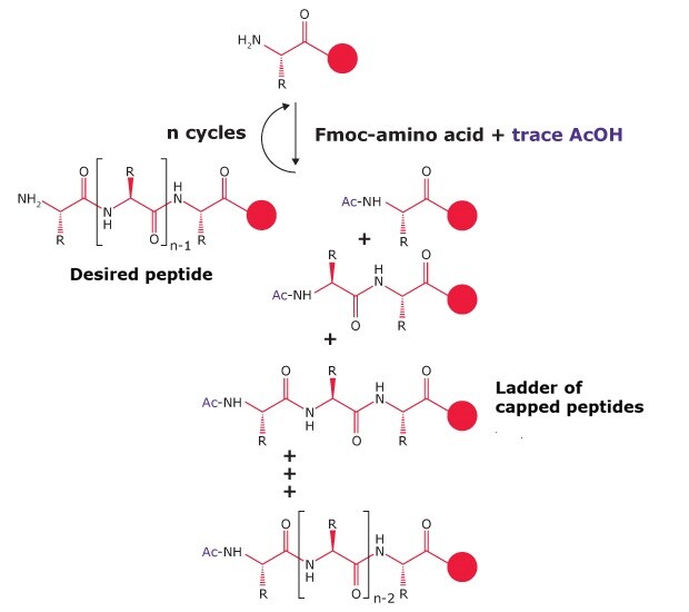 Presence of acetic acid impurity in Fmoc-amino acids Schematic representation of peptide synthesis using Fmoc-amino acids, illustrating the formation of desired peptides and capped peptide ladders.