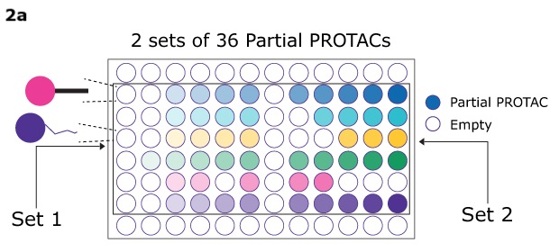 Two sets of 36 partial PROTAC®s in a plate Diagram of a 96-well plate showing two sets of 36 partial PROTACs, with colored wells representing compounds and empty wells left blank.