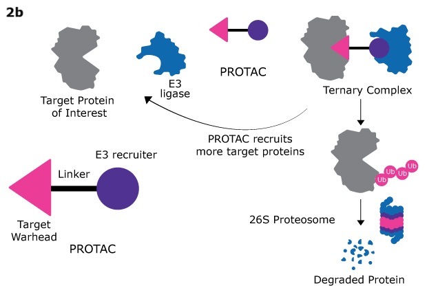 Mechanisms of PROTAC® assembly and protein degradation PROTAC mechanism, showing target protein binding, E3 ligase recruitment, ternary complex formation, ubiquitination, and protein degradation.
