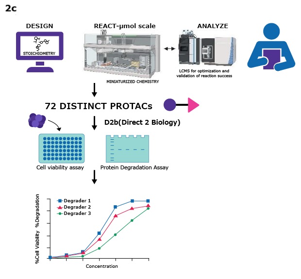 Downstream analysis PROTACs Workflow diagram showing PROTAC design, miniaturized synthesis, LCMS analysis, generation of 72 PROTACs, followed by cell viability and protein degradation assays.