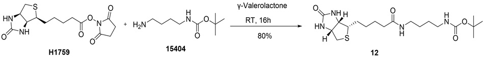 Synthesis scheme showing amidation of (+)-Biotin N-hydroxysuccinimide ester (H1759) with N-Boc-1,4-butanediamine in γ-valerolactone to form compound 12 with 80% yield.