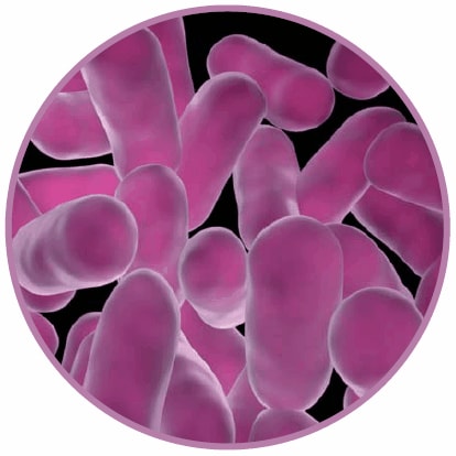 figure-1 lactobacilli