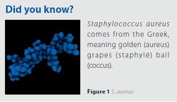 Did you know? A graphic panel with a heading ‘Did you know?’ featuring a microscopic image of clusters of Staphylococcus aureus bacteria. The bacteria appear as blue, ball-shaped structures grouped together, resembling bunches of grapes
