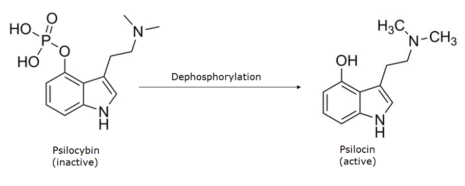 Conversion reaction for Psilocybin to Psilocin Two chemical structures with a rightward-pointing arrow labeled "Dephosphorylation," indicating a biochemical conversion. On the left, the structure represents psilocybin, labeled as "inactive," with an indole core containing a phosphate ester group (-OPO₃H₂) attached to the 4-position of the benzene ring. The structure also includes a dimethylaminoethyl side chain (-N(CH₃)₂). On the right, the structure represents psilocin, labeled as "active," which has the same core structure but with a hydroxyl (-OH) group replacing the phosphate ester at the 4-position, indicating the removal of the phosphate group. The arrow signifies the enzymatic dephosphorylation process that converts psilocybin into its active metabolite, psilocin. The chemical structures are shown as skeletal formulas, with element symbols for oxygen, phosphorus, nitrogen, and hydrogen where applicable.