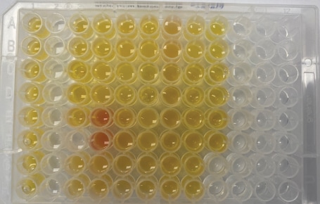 Actual samples for extraction 1 Supel™ BioSPME 96-pin device with actual samples for extraction 1 showing wells loaded with 200 µL of either serum sample (yellow/red) or a calibrator prepared in phosphate buffered saline.