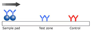 Monotest Monochromatic Lateral Flow Test Setup Illustration of a monotest monochromatic lateral flow test setup, depicting the test sample on the left, the antibody and microsphere in the center for reaction, and the control line on the right, with the sample flowing from left to right.
