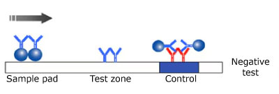 Negative Monotest Monochromatic Lateral Flow Test Result Illustration of a negative result in a monotest monochromatic lateral flow test, showing the test sample on the left, the antibody and microsphere in the center not reacting with the sample, and the control line on the right, with the sample flowing from left to right.