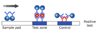 Positive Monotest Monochromatic Lateral Flow Test Result Illustration of a positive result in a monotest monochromatic lateral flow test, showing the test sample on the left, the antibody and microsphere in the center reacting with the sample, and the control line on the right, with the sample flowing from left to right.