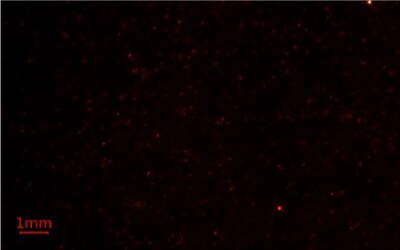 Nile Red Methods for Microplastics Analysis 2 Second replicate image of microplastics-containing samples on Millipore® glass fiber membrane filters under blue light using Nile Red fluorescent stain for microplastics analysis.