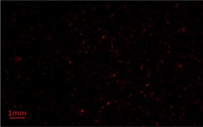 Nile Red Methods for Microplastics Analysis 3 Third replicate image of microplastics-containing samples on Millipore® glass fiber membrane filters under blue light using Nile Red fluorescent stain for microplastics analysis.
