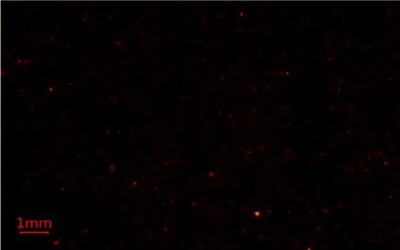 Nile Red Methods for Microplastics Analysis 4 Microplastics-containing samples on a glass fiber membrane filter from a different manufacturer under blue light using Nile Red fluorescent stain for microplastics analysis.