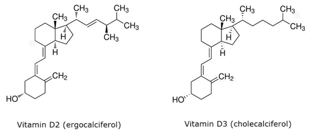 Chemical structures of vitamin D2 and vitamin D3 Two chemical structures drawn as skeletal formulas side by side on a white background. On the left is vitamin D2, also known as ergocalciferol, shown with a complex arrangement of fused rings and carbon chains. Its structure includes two six-membered rings and one five-membered ring, with double bonds and several methyl groups branching off. A side chain extends from the five-membered ring, containing a double bond and ending with a branched structure that has multiple methyl groups. Near the bottom of the molecule, a hydroxyl group is attached to a carbon chain extending from one of the rings. On the right is vitamin D3, known as cholecalciferol, which has a very similar core structure with the same three-ring system and a comparable carbon chain extending downward ending in a hydroxyl group. However, the side chain branching from the five-membered ring differs slightly: it lacks the double bond present in vitamin D2 and has a simpler chain with fewer methyl branches. Each structure is labeled below, with “Vitamin D2 (ergocalciferol)” under the left molecule and “Vitamin D3 (cholecalciferol)” under the right, clearly identifying the compounds.