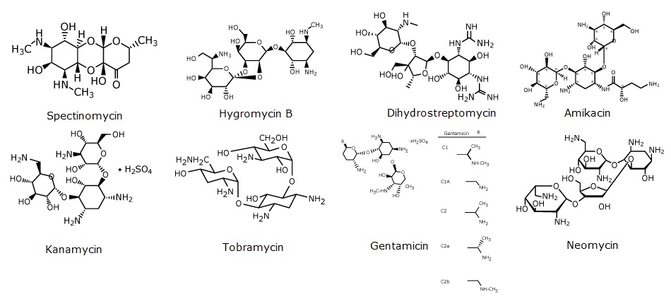Structures of aminoglycosides Chemical structures of aminoglycoside antibiotics in two rows. The first row shows the structures of spectinomycin, hygromycin B, dihydrostreptomycin and amikacin from left right. The second row shows kanamycin, tobramycin, gentamicin, and neomycin from left to right.