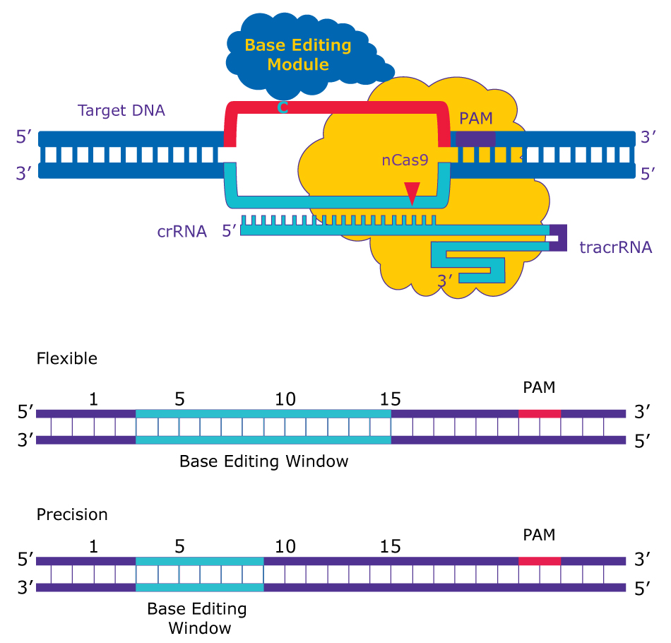 Base Editing Components and Editing Window of PURedit<sup>®</sup> Cytosine Base Editor Mechanism Top shows a schematic of PURedit® Cytosine Base Editor protein mechanism with nCas9 and base editing components (target DNA, base editing module, PAM, crRNA, tracrRNA). Bottom shows the editing windows for the flexible kit (~6-17 protospacer position) with broader editing activity closer to the PAM and precision kit (~6-11 protospacer position) with a narrower editing window.
