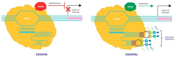 CRISPRi和CRISPRa通过催化失活的dCas9，招募转录抑制子KRAB结构域或转录激活子HSF1、p65和MS2，从而分别沉默和过表达目标基因表达。