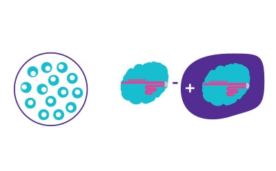 Introduce CRISPR Components Introduce CRISPR components using selected transfection method to edit targeted genes in desired cell line.