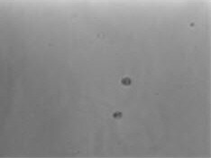 Sanger gRNA Application Data - Non Infected Cells Cell growth after puromycin selection for four days