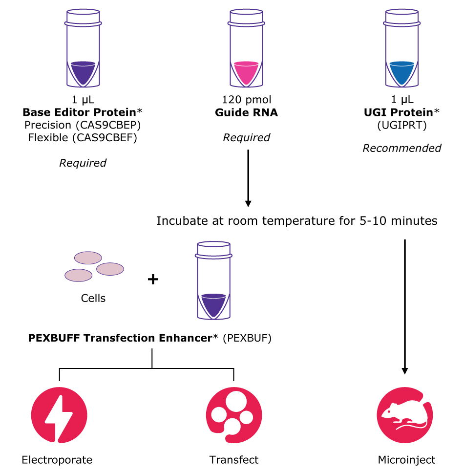 PURedit<sup>®</sup> Cytosine Base Editor Proteins Transfection Workflow Transfection workflow showing preparing the RNP complex with required 1 µL base editor protein (either CAS9CBEP or CAS9CBEF depending on the kit used), required 120 pmol guide RNA, and recommended 1 µL UGI protein (UGIPRT). Incubate at room temperature for 5-10 minutes. Either add in cells and PEXBUFF transfection enhancer (PEXBUF) and electroporate or transfect; or go straight to microinjection.