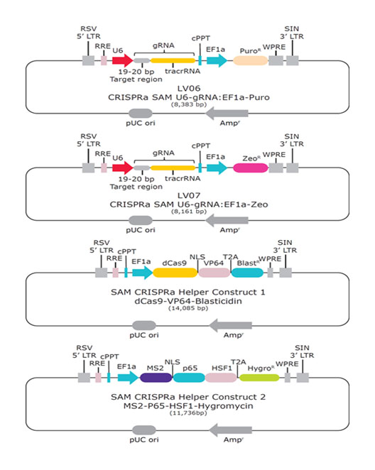 sam-crispr-construct sam-crispr-construct