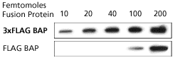 Western Blot of purified 3xflag Western Blot of purified 3xflag