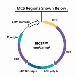 Bicep稳定表达载体 Bicep稳定表达载体
