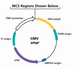 MCS区域 MCS区域