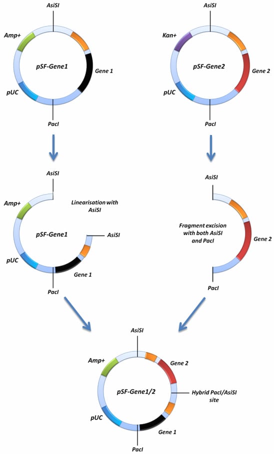 Diagramatical representation of the concatemerisation function Diagramatical representation of the concatemerisation function