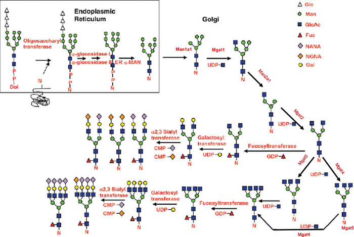 Hossler et al., (2009) Glycobiology Collin, et al., (2008) PNAS Hossler et al., (2009) Glycobiology Collin, et al., (2008) PNAS