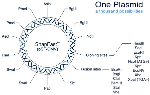 SnapFast plasmid system SnapFast plasmid system