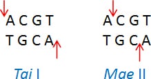 Tai I (ACGT/) and Mae II (A/CGT) Tai I (ACGT/) and Mae II (A/CGT)