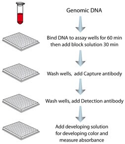 MDQ1 Step-wise Protocol