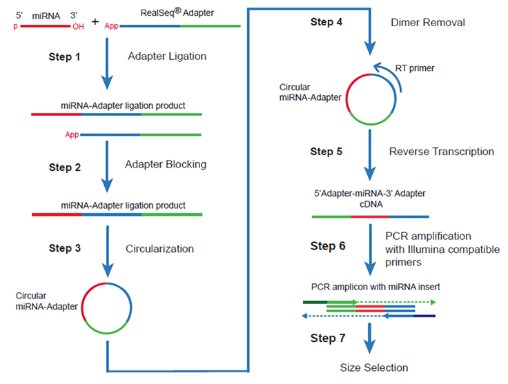 RealSeq®-AC RNA NGS library preparation and workflow RealSeq®-AC RNA NGS library preparation and workflow
