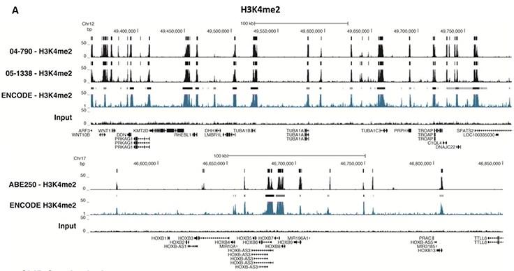 Chromatin Immunoprecipitation (ChIP) Assay ChIP-Seq Analysis