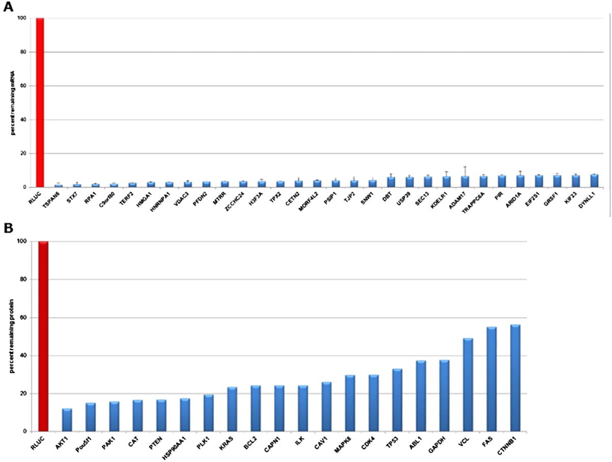 MISSION<sup>®</sup> esiRNA Specifications Evaluation of gene knockdown in HeLa cells transfected with esiRNA directed against Renilla Luciferase (negative control) and different expressed targets at mRNA and protein levels