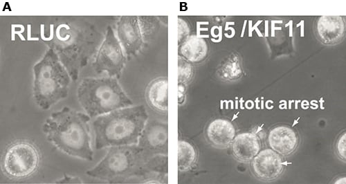 MISSION<sup>®</sup> esiRNA Specifications Phenotypic analysis of HeLa cells transfected with esiRNA against A) RLUC (negative control) and B) Eg5/KIF11 (positive control)