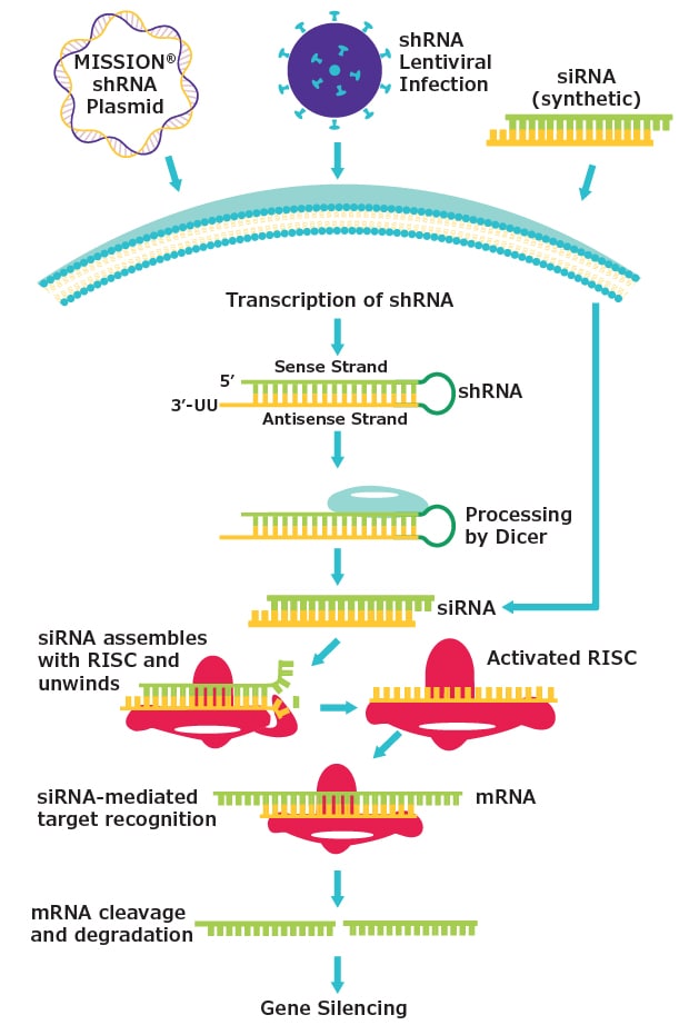 RNAi mediated gene silencing diagram RNAi mechanism using shRNA. shRNA is cleaved by Dicer to generate siRNA which is recognized by RISC to mediate cleavage of the target mRNA leading to gene silencing.