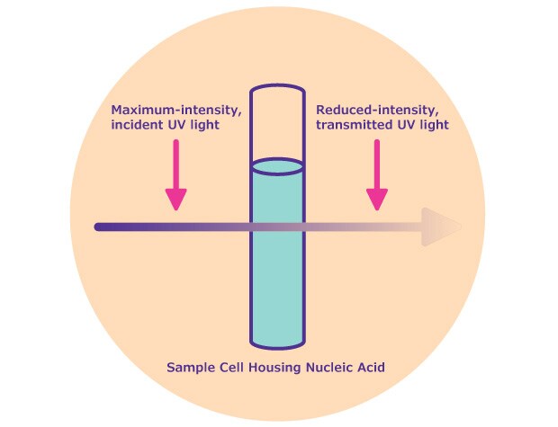 A vertical cylindrical container is shown with two arrows indicating light passing through it: one arrow labeled ‘Maximum-intensity, incident UV light’ pointing downwards towards the top of the container, and another labeled ‘Reduced-intensity, transmitted UV light’ pointing away from the bottom of the container to the right side. The process demonstrates how incident UV light is reduced in intensity after passing through a nucleic acid sample.