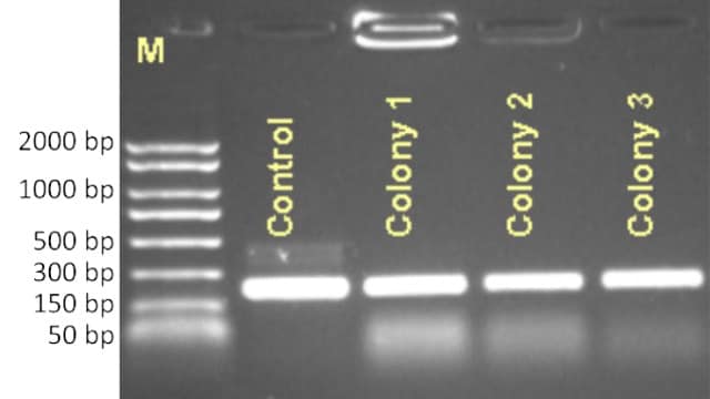 Agarose gel of <i>S. pombe</i> colony PCR products Colony PCR of a 1 kbp insert was performed using REDExtract-N-Amp™ PCR ReadyMix™ and analyzed on a 1% agarose gel. Products were detected from all transformed cells containing pET28a(+) with inserts (samples 3-10), while no product was amplified from cells transformed with pET28a(+) empty vector (samples 1-2).