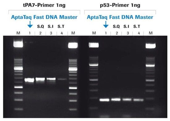 aptataq 采用AptaTaq™ Fast PCR预混液进行PCR扩增