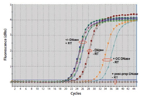 comparison-of-on-column-dnase 柱上DNase消化(OC)与制备后DNase消化的比较