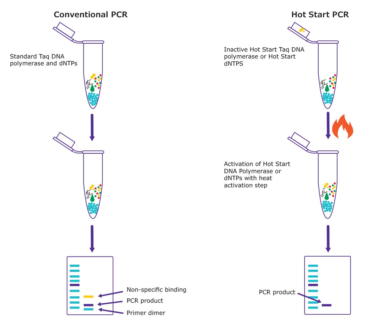 2019 - 24581 - Hot Start PCR_2 热启动PCR工作流程
