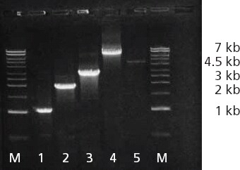 Amplification of 1, 2, 3, and 7 kb fragments and a 4.5 kb human genomic DNA using the ReadyMix Taq Amplification of 1, 2, 3, and 7 kb fragments and a 4.5 kb human genomic DNA using the ReadyMix Taq
