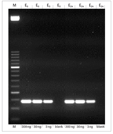 faststart-taq-dna-polymerase-pcr faststart-taq-dna-聚合酶-pcr