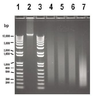 Gel Image, WGA Input Titrations Gel Image, WGA Input Titrations