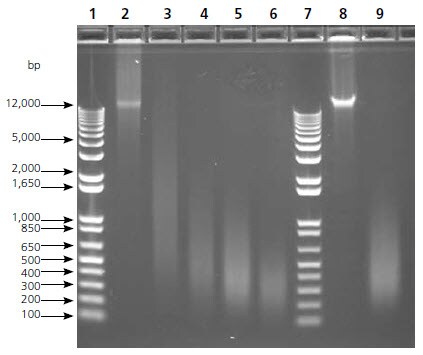 Gel Image, Sonication Time Course. Gel Image, Sonication Time Course.